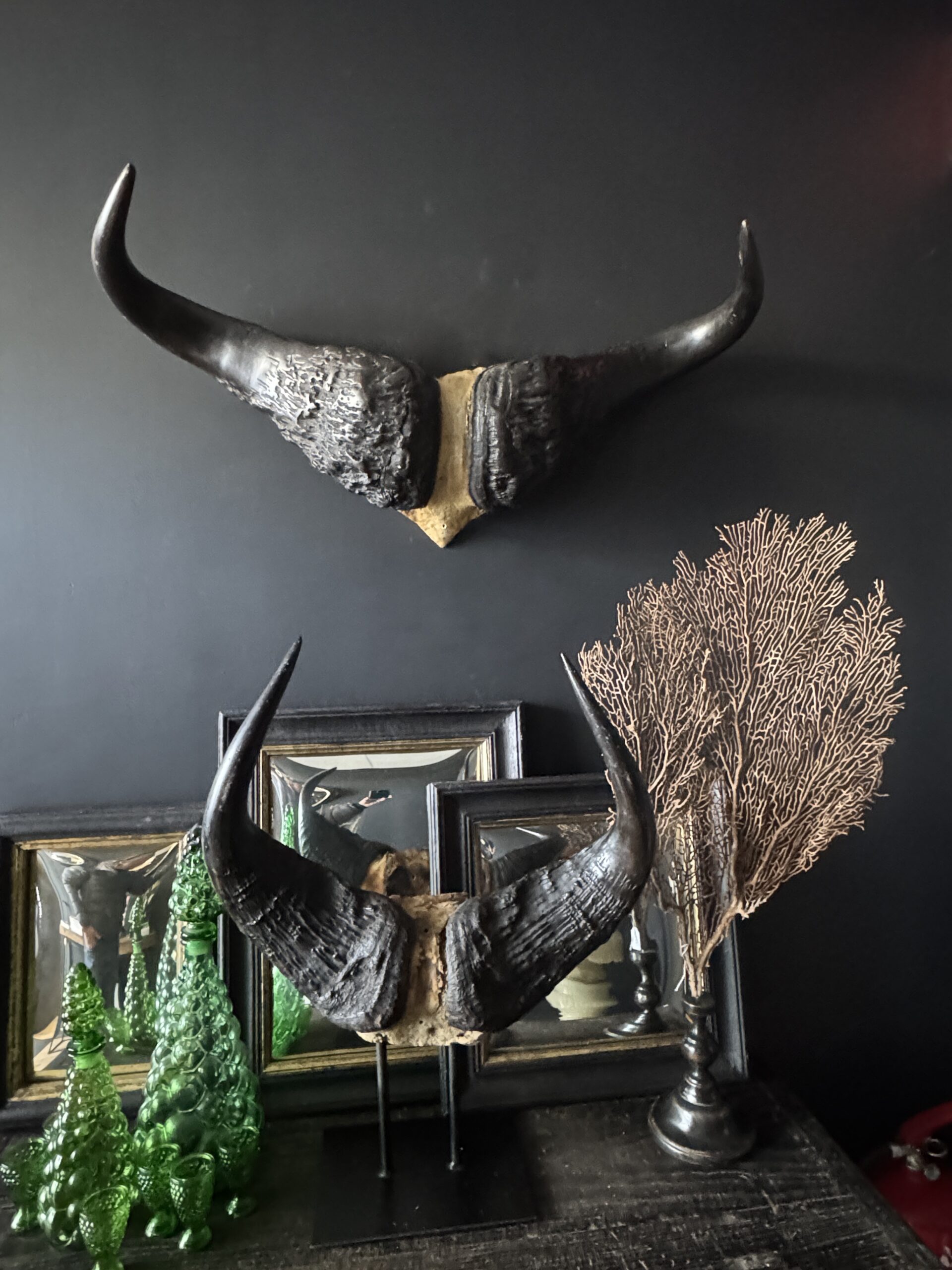 Buffel schedel op sokkel Buffel schedel op sokkel