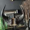 Buffel schedel op sokkel Buffel schedel op sokkel