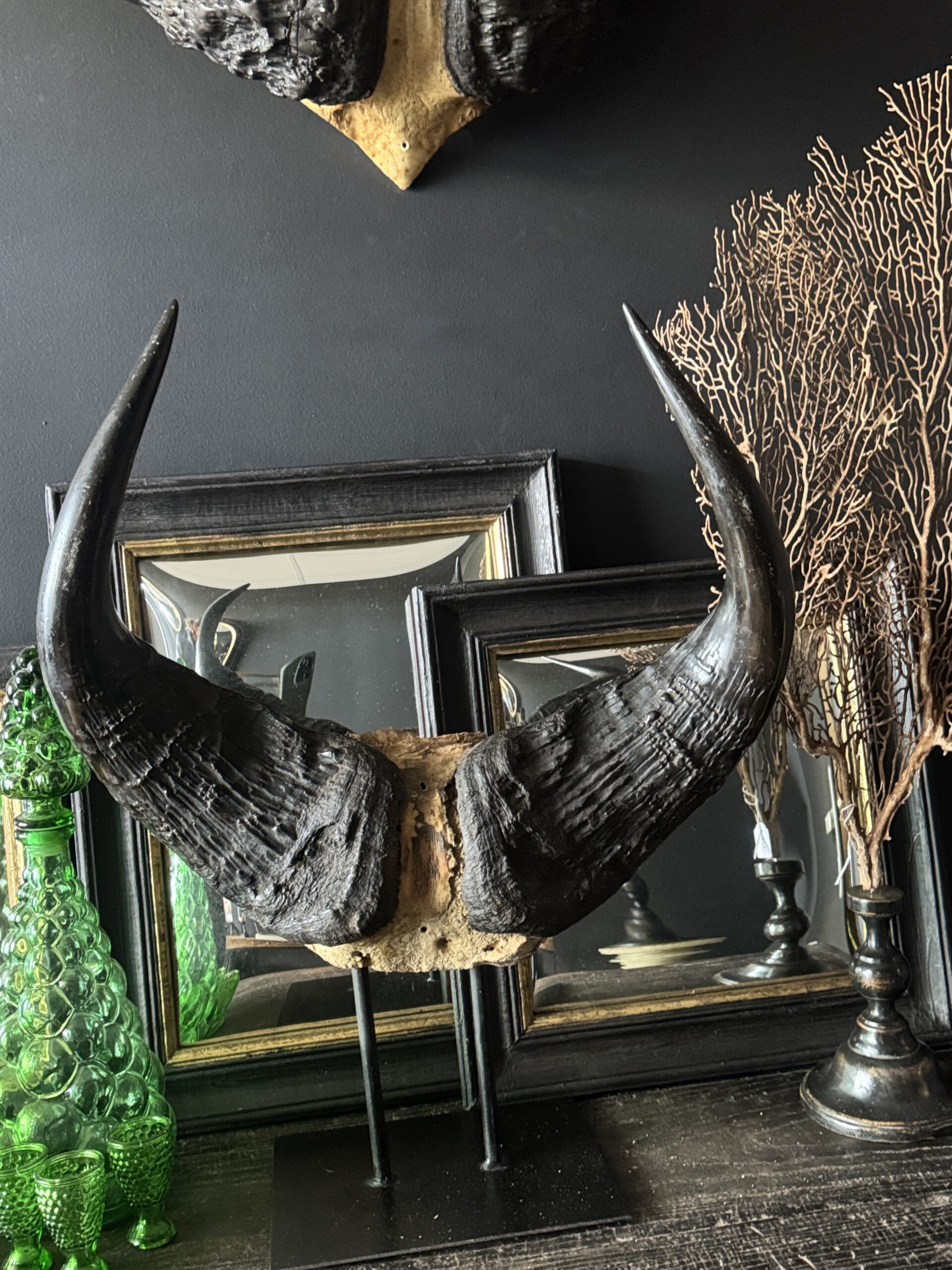 Buffel schedel op sokkel Buffel schedel op sokkel