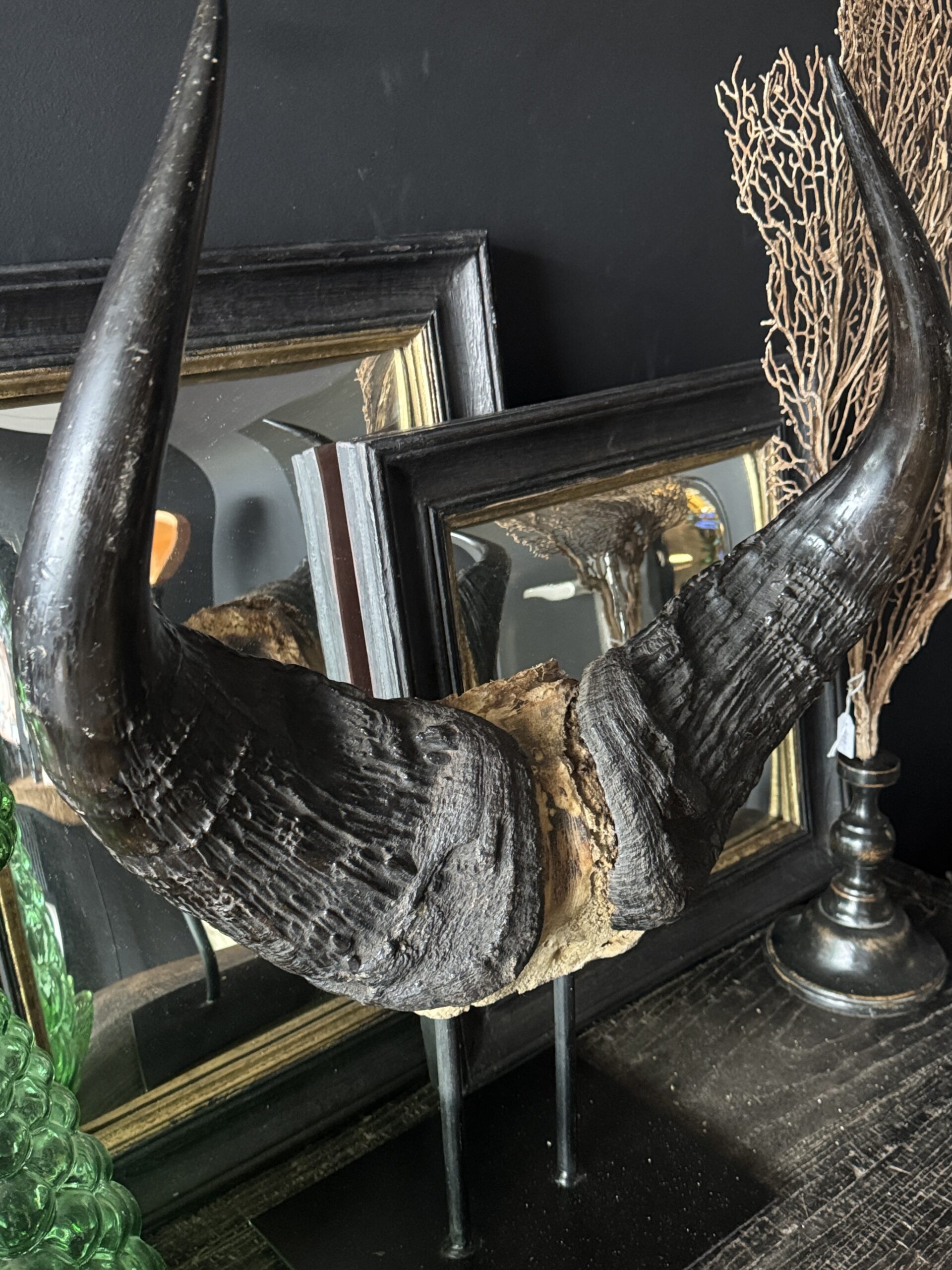 Buffel schedel op sokkel Buffel schedel op sokkel