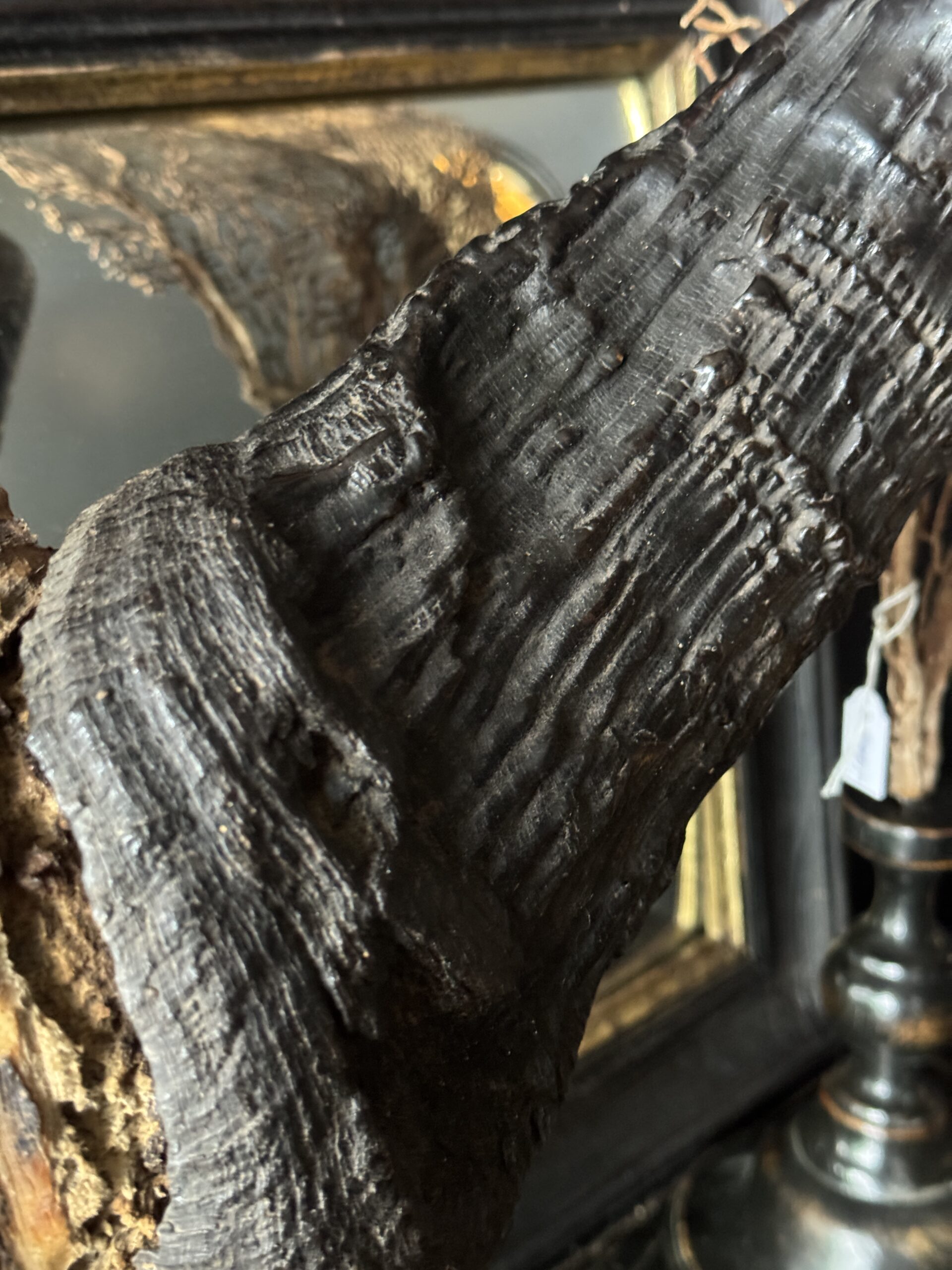 Buffel schedel op sokkel Buffel schedel op sokkel