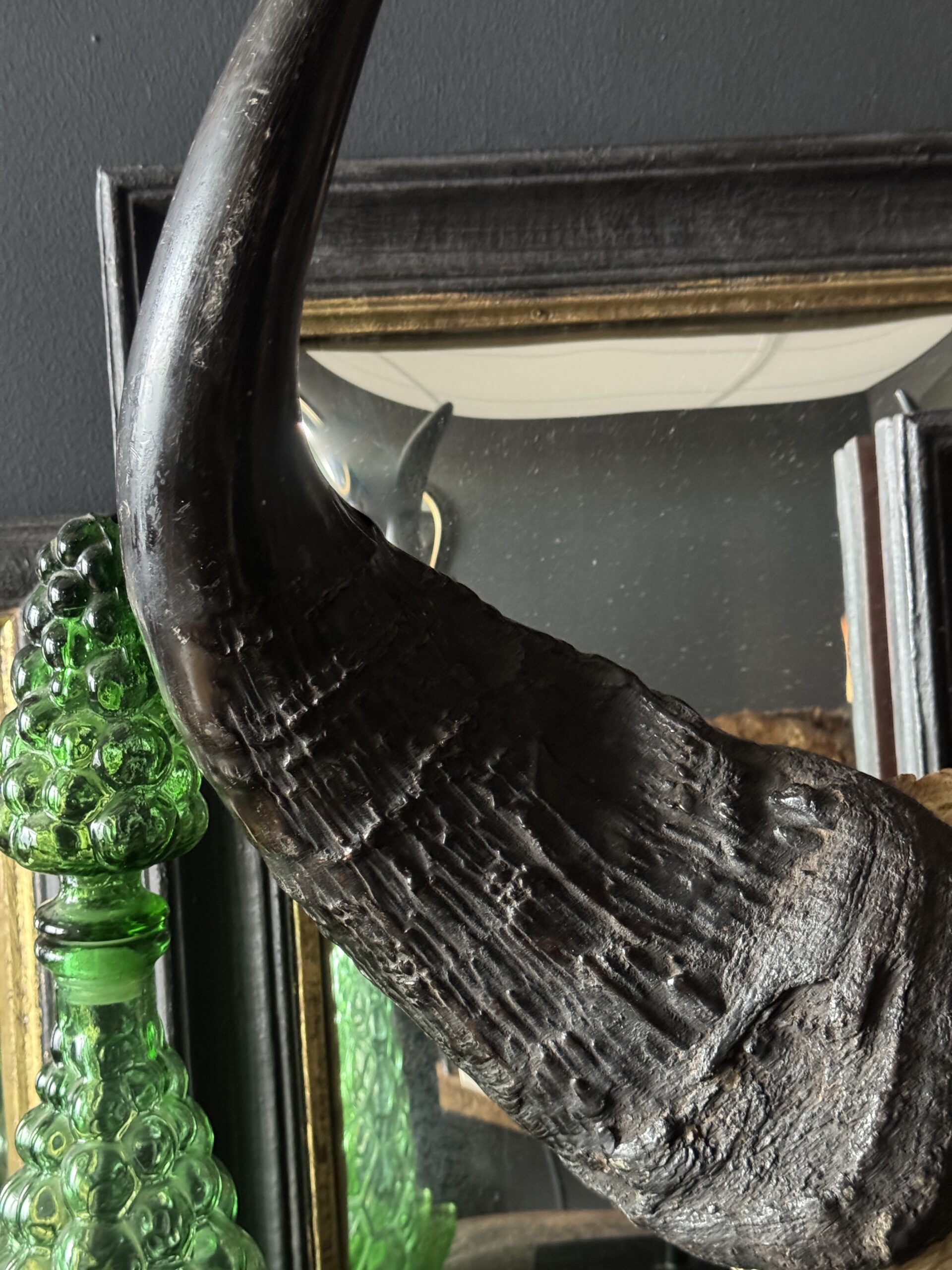 Buffel schedel op sokkel Buffel schedel op sokkel