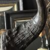 Buffel schedel op sokkel Buffel schedel op sokkel