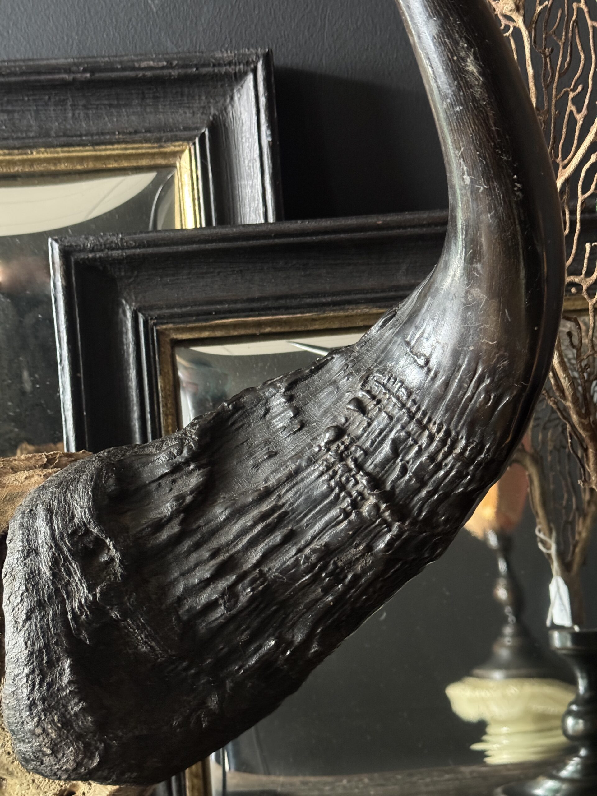 Buffel schedel op sokkel Buffel schedel op sokkel