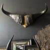 Buffel schedel