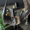 Buffel schedel op sokkel Buffel schedel op sokkel