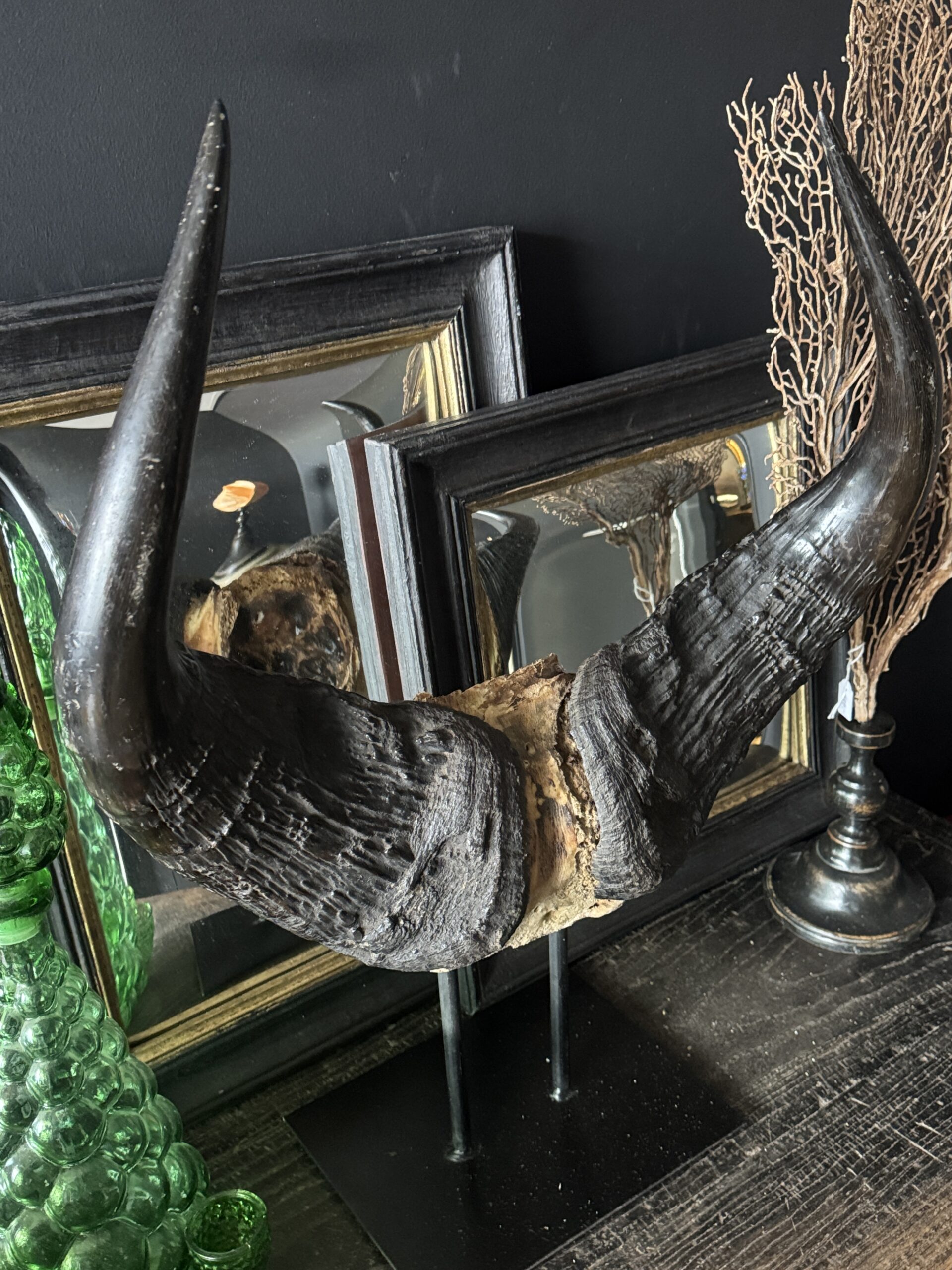 Buffel schedel op sokkel Buffel schedel op sokkel