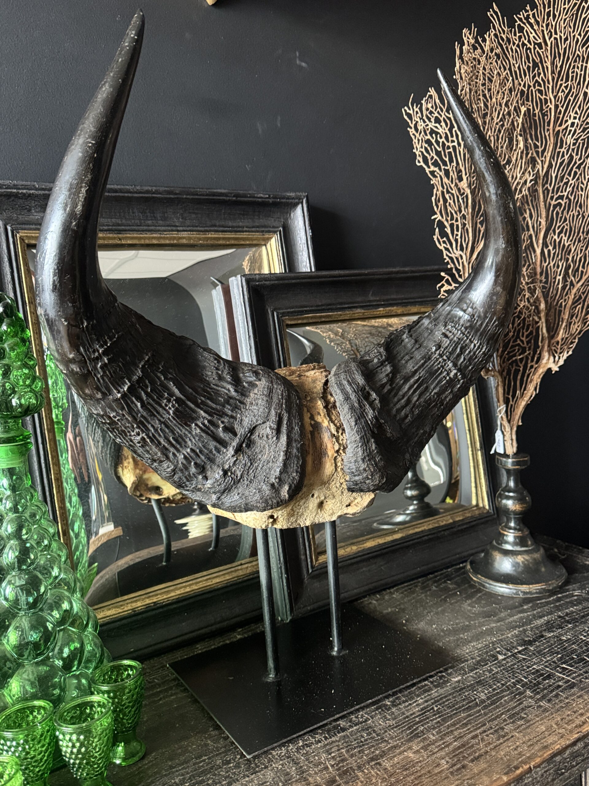 Buffel schedel op sokkel Buffel schedel op sokkel