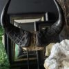 Buffel schedel op sokkel Buffel schedel op sokkel