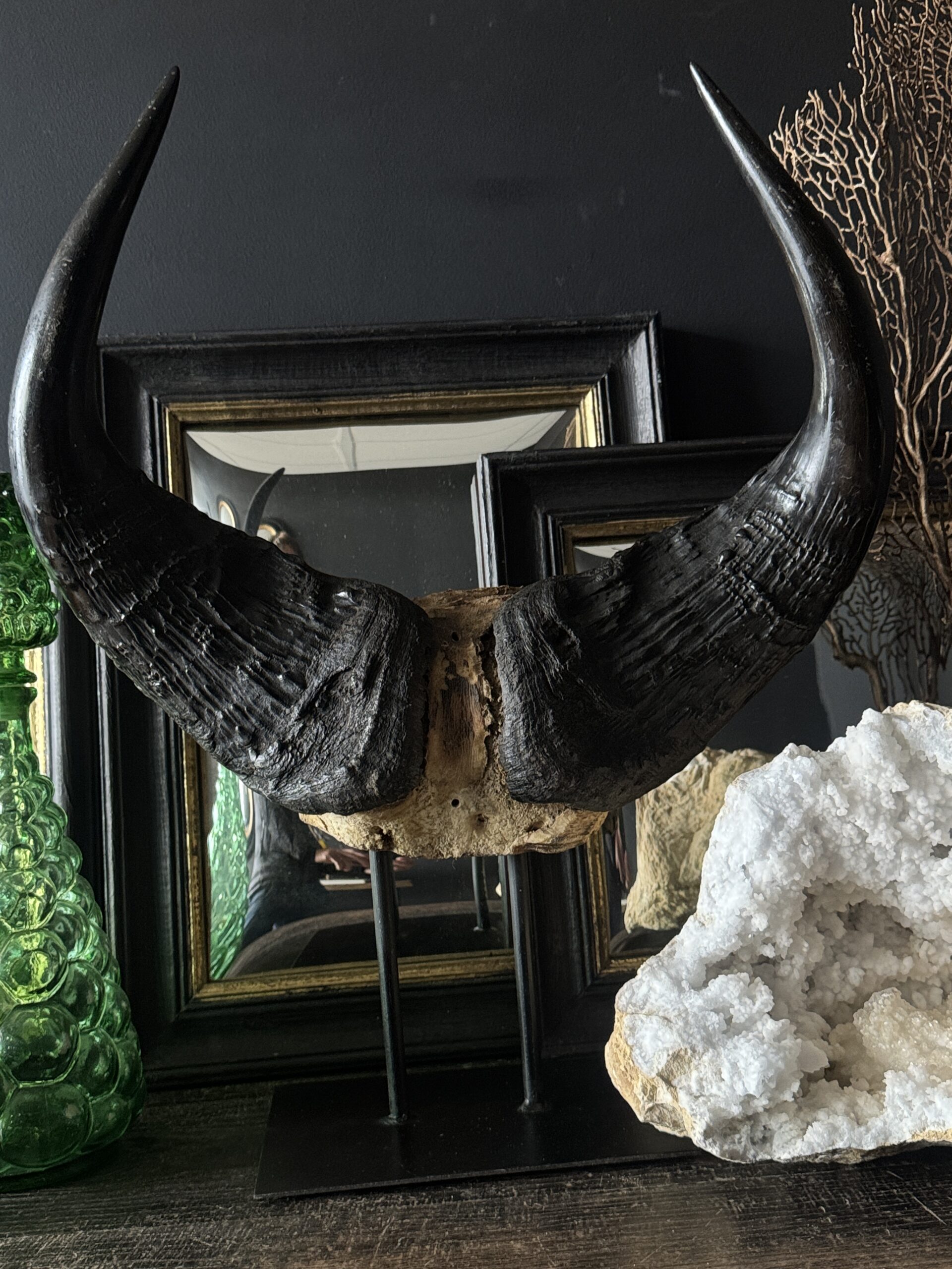 Buffel schedel op sokkel Buffel schedel op sokkel