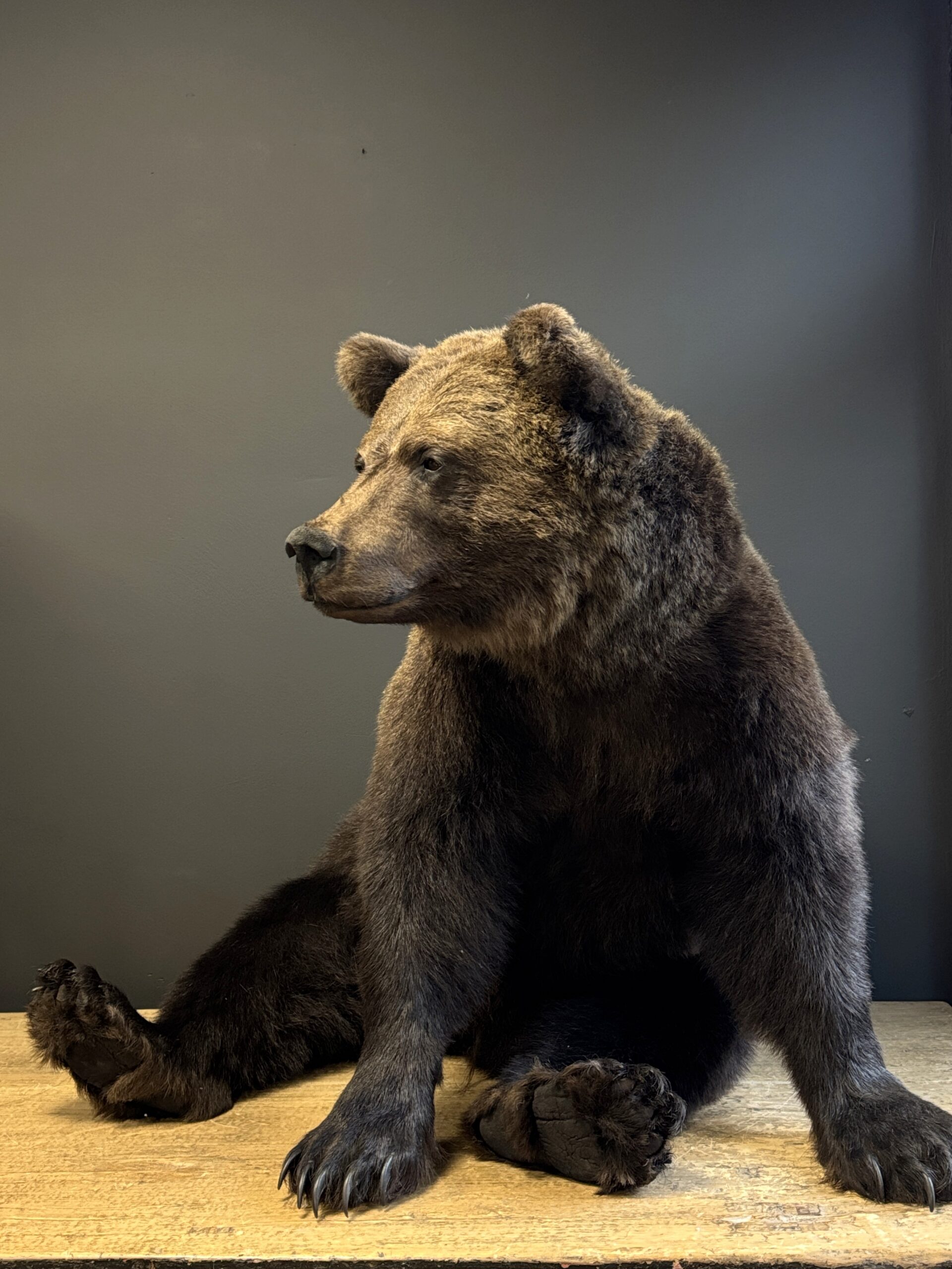 Opgezette bruine beer