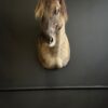 Opgezet Konik paard