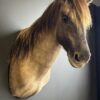 Opgezet Konik paard