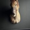 Opgezet Konik paard