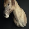 Opgezet Konik paard