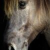 Opgezet Konik paard