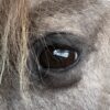 Opgezet Konik paard