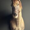 Opgezet Konik paard
