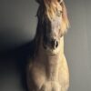 Opgezet Konik paard