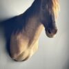 Opgezet Konik paard