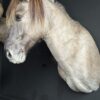 Opgezet Konik paard