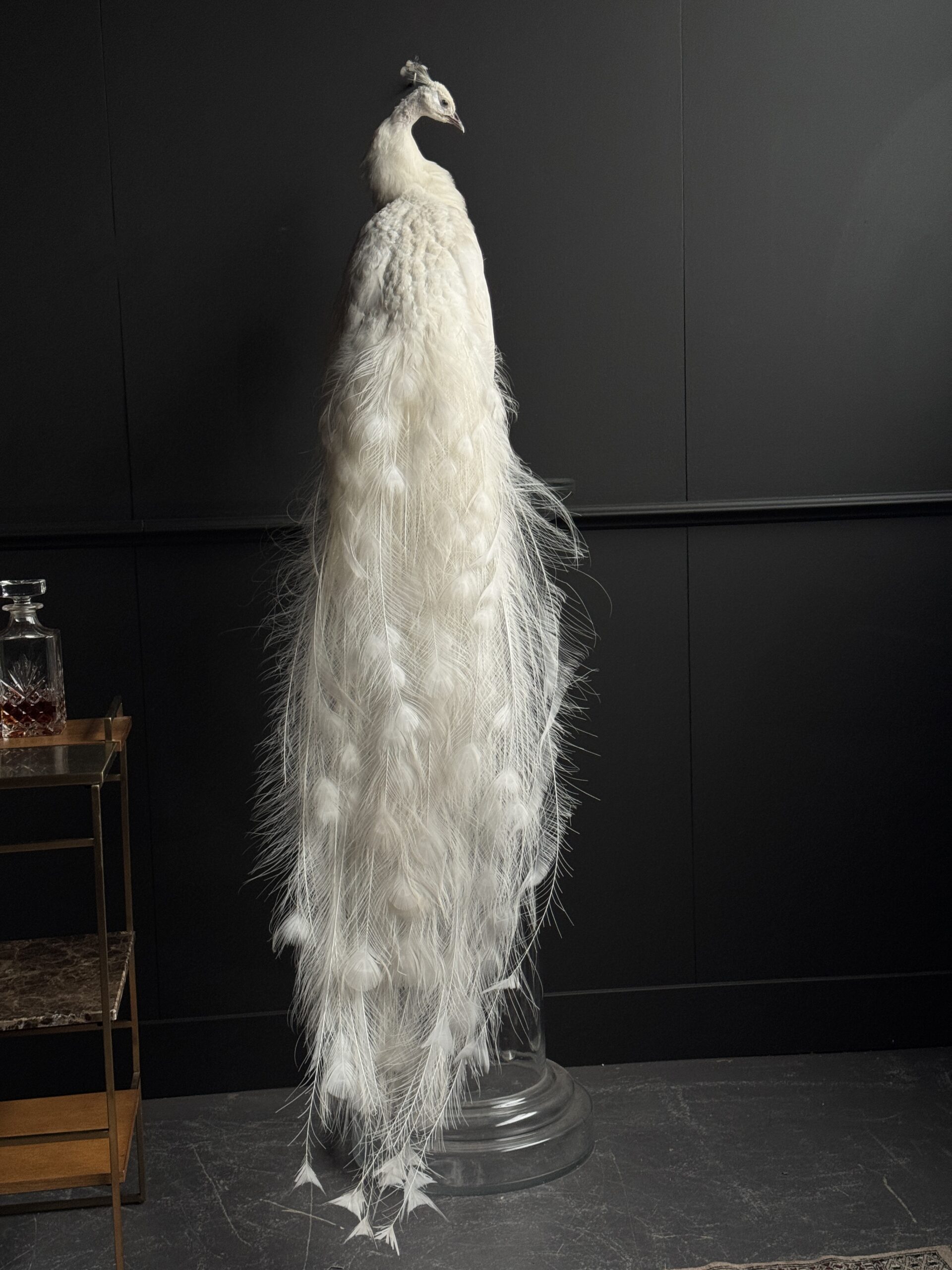 Opgezette witte pauw