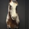 Opgezet paardenhoofd Opgezet paardenhoofd