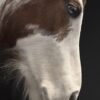 Opgezet paardenhoofd Opgezet paardenhoofd