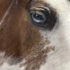 Opgezet paardenhoofd Opgezet paardenhoofd