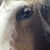 Opgezet paardenhoofd Opgezet paardenhoofd