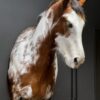 Opgezet paardenhoofd Opgezet paardenhoofd