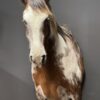 Opgezet paardenhoofd Opgezet paardenhoofd