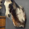 Opgezet paardenhoofd Opgezet paardenhoofd