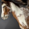 Opgezet paardenhoofd