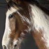 Opgezet paardenhoofd Opgezet paardenhoofd