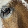 Opgezet paardenhoofd Opgezet paardenhoofd