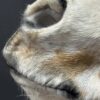 Opgezet paardenhoofd Opgezet paardenhoofd