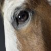 Opgezet paardenhoofd Opgezet paardenhoofd