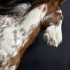 Opgezet paardenhoofd Opgezet paardenhoofd