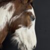 Opgezet paardenhoofd Opgezet paardenhoofd
