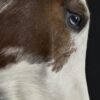Opgezet paardenhoofd Opgezet paardenhoofd