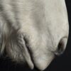 Opgezet paardenhoofd Opgezet paardenhoofd