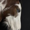 Opgezet paardenhoofd Opgezet paardenhoofd