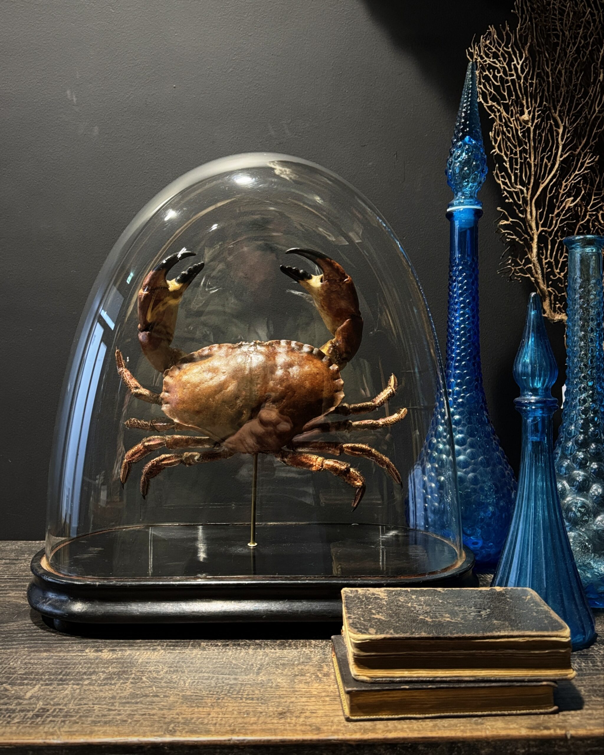 Opgezette Noordzeekrab Opgezette Noordzeekrab