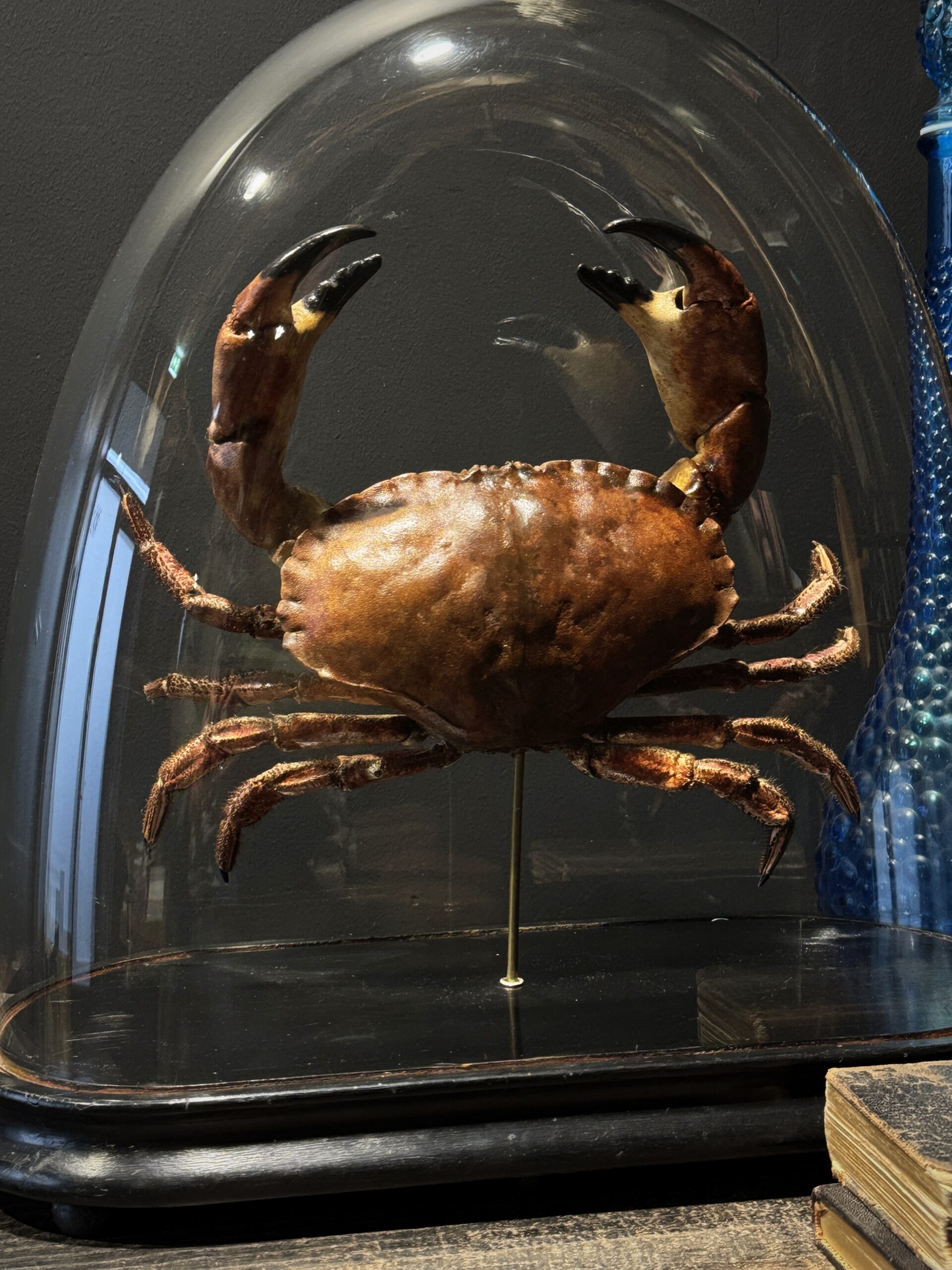 Opgezette Noordzeekrab Opgezette Noordzeekrab