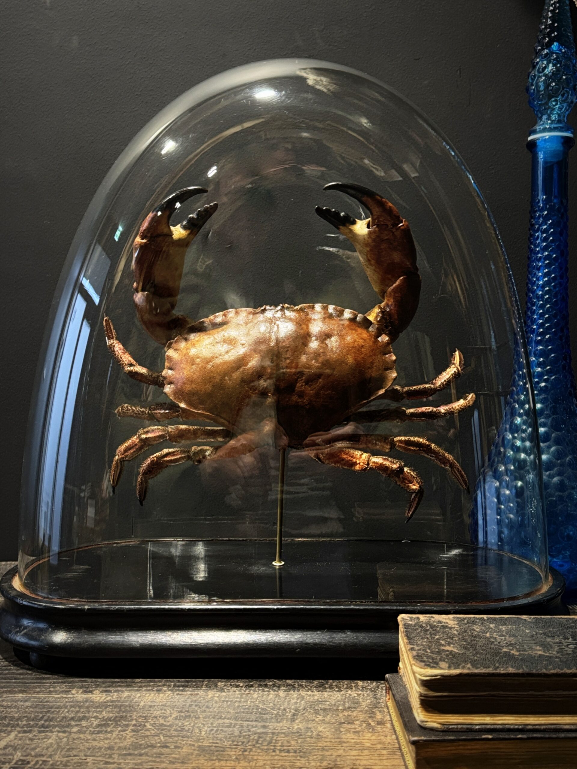 Opgezette Noordzeekrab Opgezette Noordzeekrab