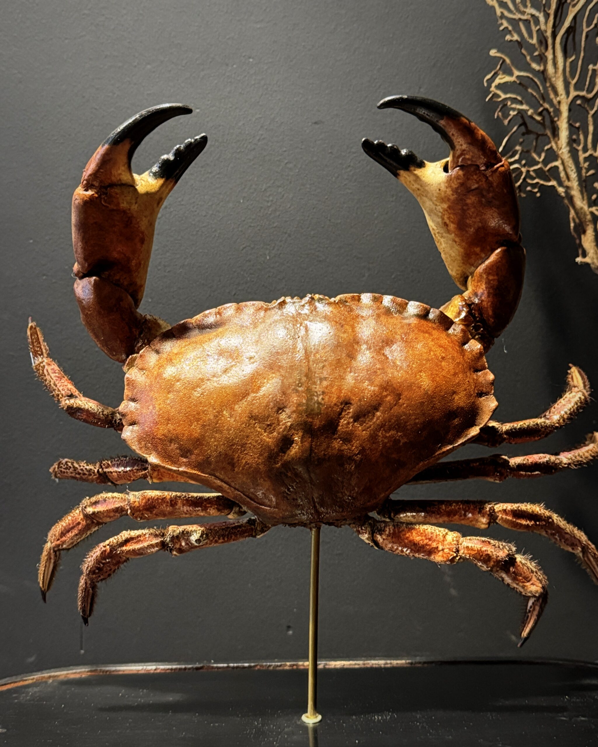 Opgezette Noordzeekrab Opgezette Noordzeekrab