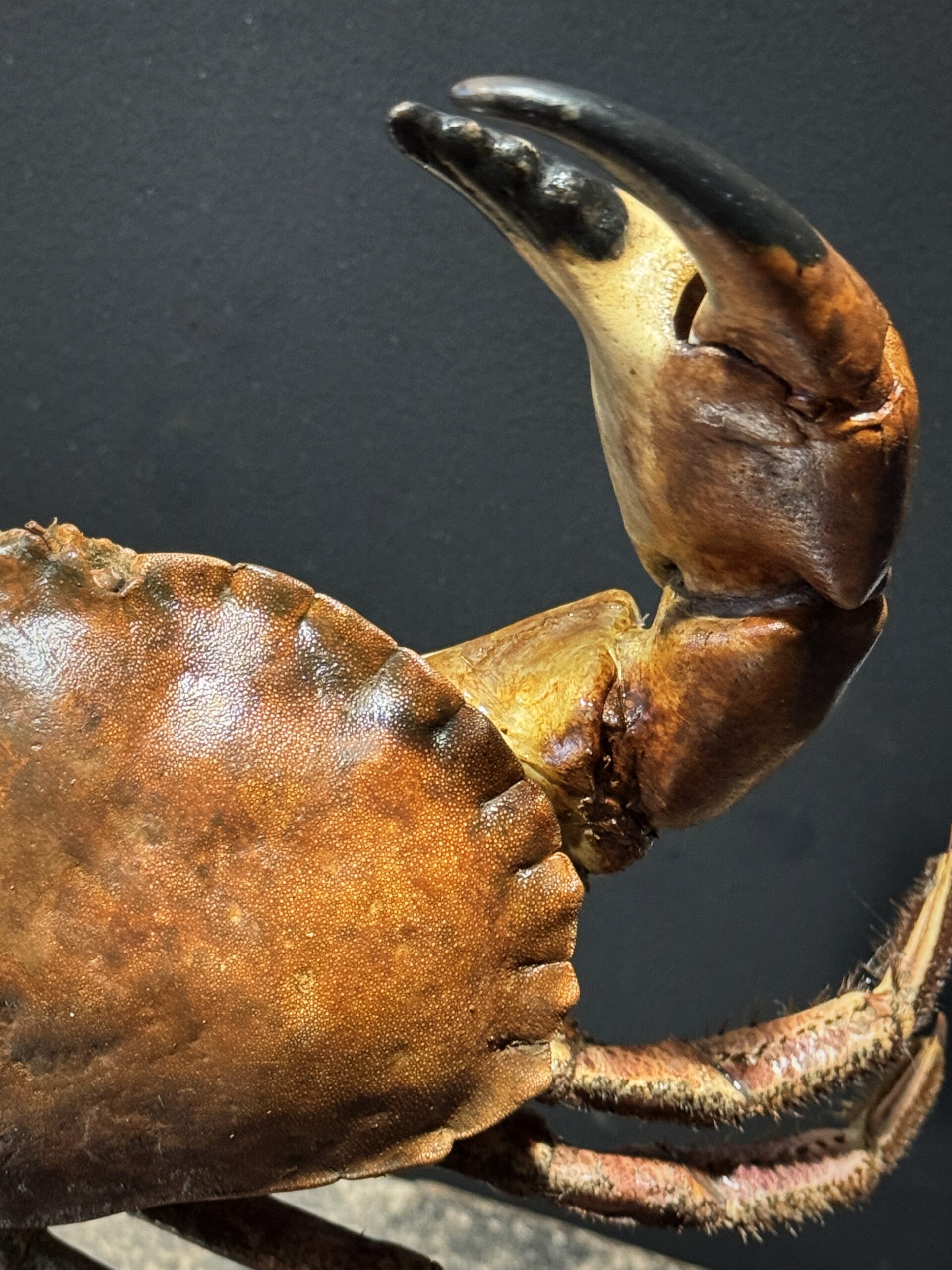 Opgezette Noordzeekrab Opgezette Noordzeekrab