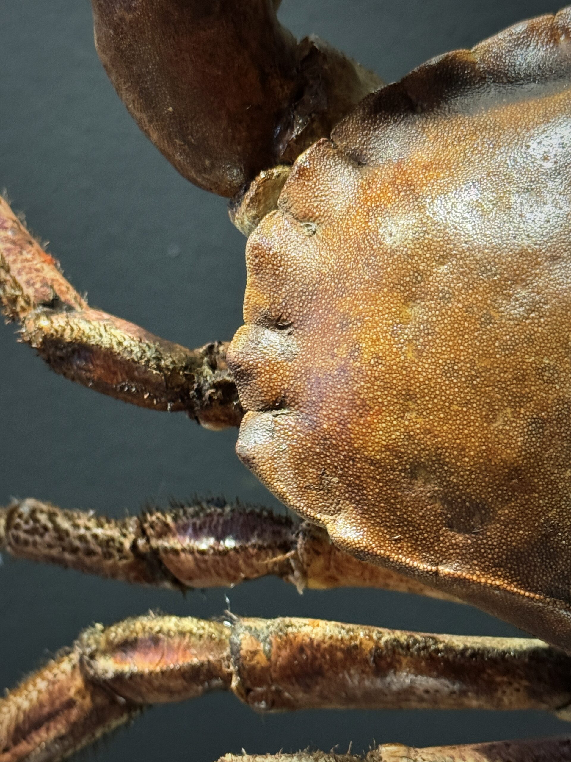 Opgezette Noordzeekrab Opgezette Noordzeekrab