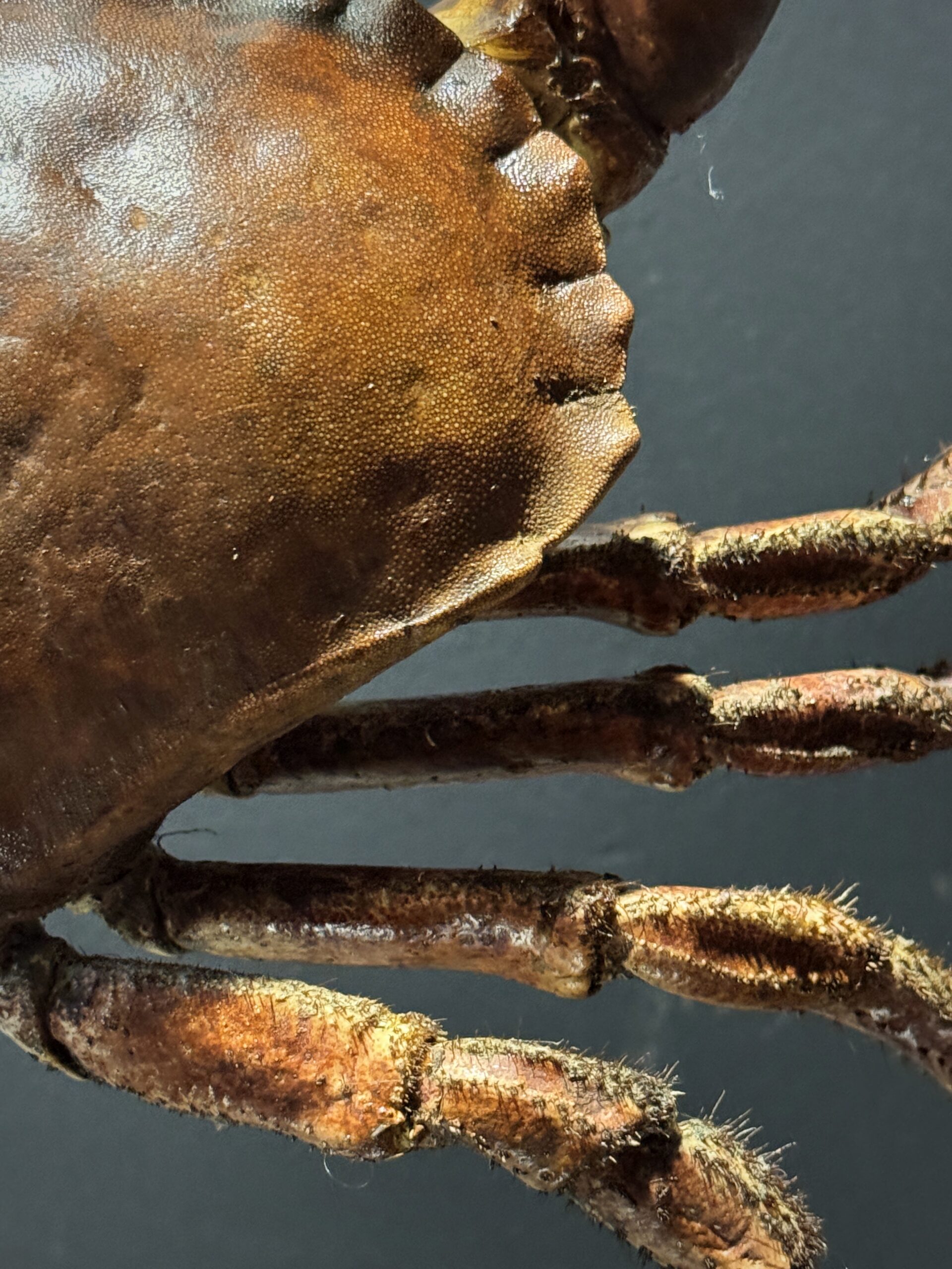 Opgezette Noordzeekrab Opgezette Noordzeekrab